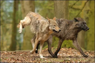 Les loups sont principalement nocturnes ou diurnes ?