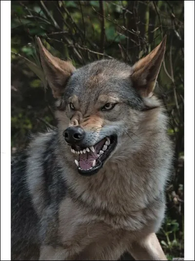 Et enfin, quelle est la force de la mâchoire d'un loup ?