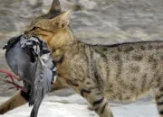 Test Quel chasseur de pigeon es-tu ?
