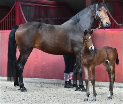 Quels obstacles sont typiques du cross ?