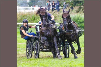 Combien de chevaux peut-on avoir sur un attelage en compétition ?