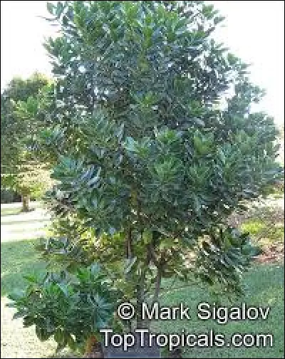 Le dodo a disparu au XVIIe siècle sous la fourchette de marins portugais. En disparaissant, une plante était sur le point de le suivre, le dodo consommant ses graines et les dispersant dans ses fientes. Plus d'oiseaux, donc plus de semences. Quelle est cette plante sauvée par des dindes ?