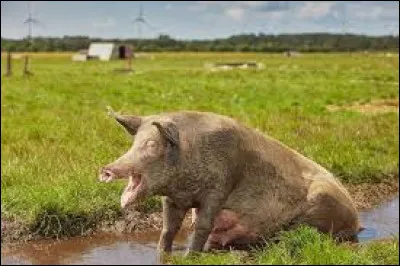 Philippe Etchebest vient en aide à des restaurateurs à la dérive sur le point de faire faillite. Exigeant et au franc parler redoutable, quelle est l'émission qu'anime ce chef étoilé ?