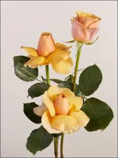 Le deutzia est un joli arbuste fleuri. Quelle est la couleur de ses fleurs, à part le blanc ?