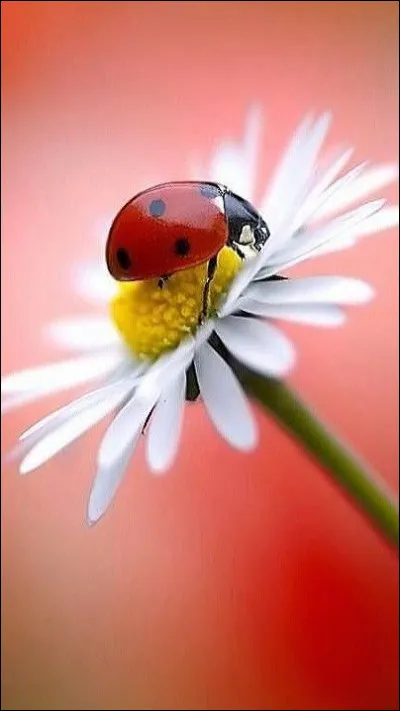 Quelle valeur conduit ta vie ?