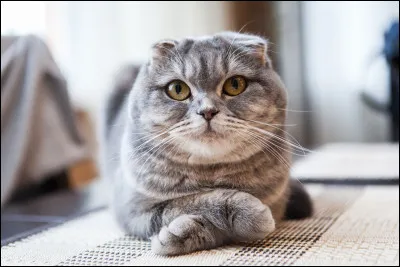 De quelle race de chat s'agit-il ?