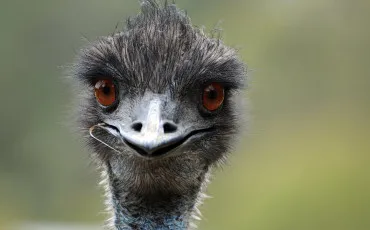 Quiz Animaux