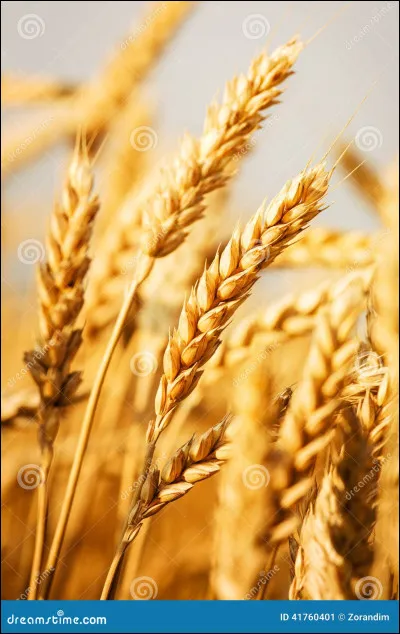 Quelles sont les causes de cette guerre ?