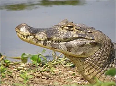 Crocodilien du Brésil !