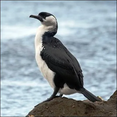 Quels oiseaux marins, vivant plutôt sur les côtes rocheuses et les falaises, qui comprennent des espèces de Pallas ou de Tasmanie, forment la famille des phalacrocoracidés ?