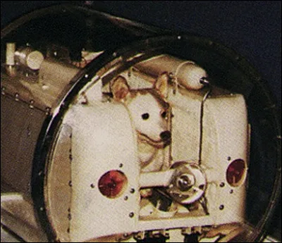 Comment se nomme cette petite chienne qui fut satellisée en novembre 1957 ?