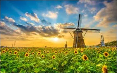 Le veau est le petit du mouton !