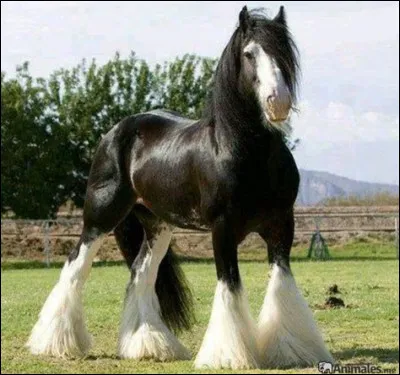 À quelle race appartient ce cheval ?