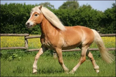 À quelle race appartient ce cheval ?