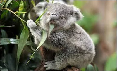 Le koala est un ours.