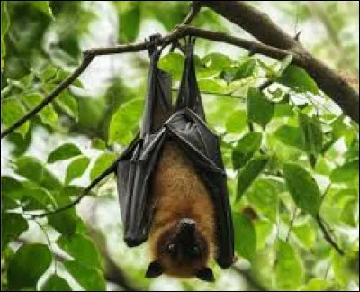 Les chauves-souris sont aveugles.