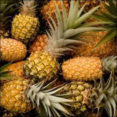 Les ananas poussent sur des arbres.