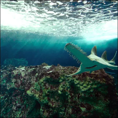 Ce requin, certainement ami avec le requin-marteau, est le requin-