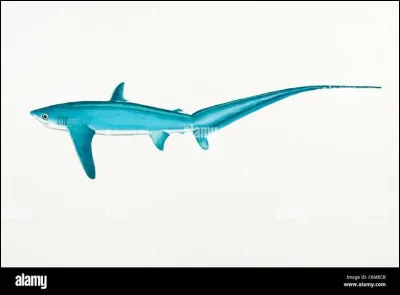 Cest le requin-