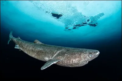 Celui-ci est le requin...