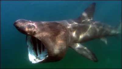 Cest un requin...