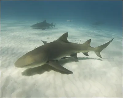 Celui-là est le requin-