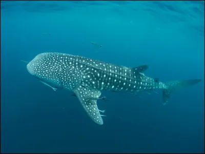 Mon petit préféré :