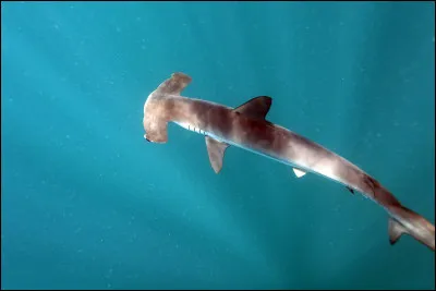 Un requin assez connu, le requin-