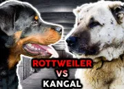 Test Quel chien serais-tu entre le rottweiler et le kangal ?