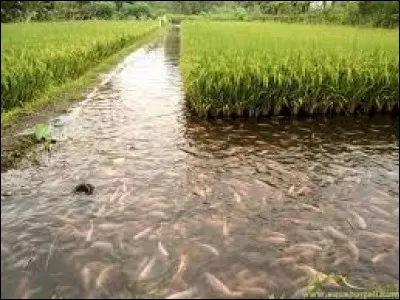 L'un des plus long mots en -ture désigne une forme de pisciculture associée à la culture d'une céréale. Quelle est cette plante ?
