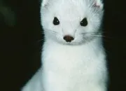 Test Quel animal te reprsente ?