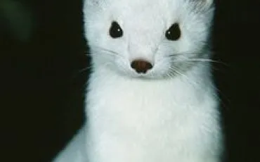 Quiz Animaux