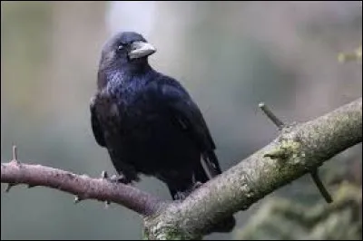 Complétez cette fable : "Maître Corbeau, sur un arbre perché, tenait en son bec ..."