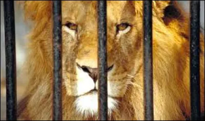 "On a souvent besoin d'un plus petit que soi". À qui cette morale fait-elle allusion ?