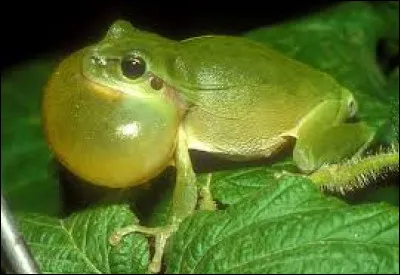 Dans une fable de La Fontaine, une grenouille, pas plus grosse qu'un oeuf, s'est mise à enfler car elle voulait atteindre la taille de quel animal de ferme ?