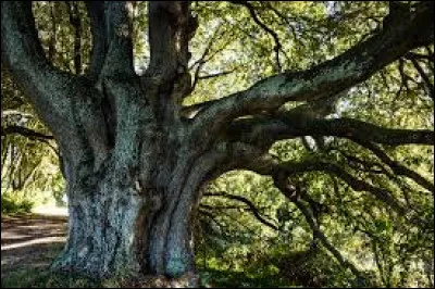 La Fontaine dit à propos de ce végétal qu"il plie mais ne rompt pas". Quelle est cette plante ?