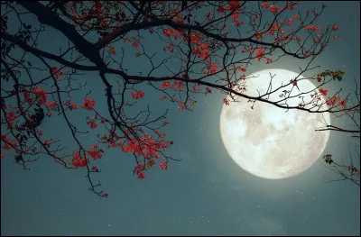 Si tu étais une Aile de Nuit née pendant une pleine lune avec un pouvoir de télépathie, qu'en ferais-tu ?