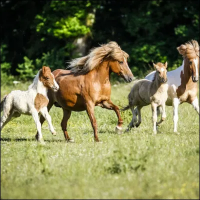 Celui-ci est c&eacute;l&egrave;bre pour ses 5 allures : le pas, le trot, le galop, le t&ouml;lt, et l'amble !