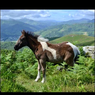 Petit poney originaire du Pays Basque, il a longtemps v&eacute;cu &agrave; l'&eacute;tat semi-sauvage avant d'&ecirc;tre utilis&eacute; dans les champs, les mines, puis pour les loisirs...