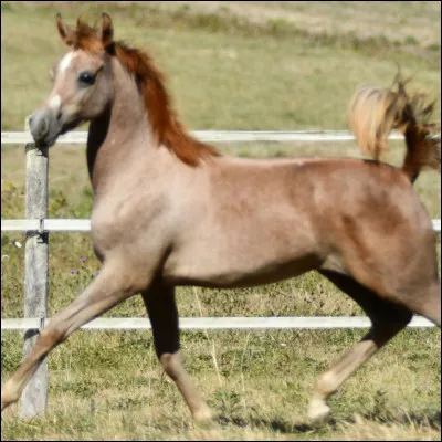 Une des races les plus connues et les plus rapides, elle a &eacute;t&eacute; cr&eacute;&eacute;e pour les courses...