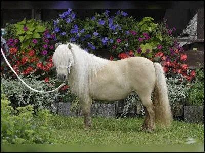 On commence facilement : quelle est la race de ce petit poney tout mignon et tr&egrave;s touffu ?