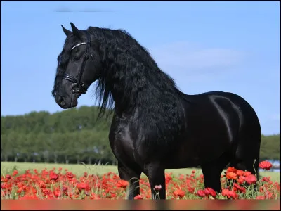 Quel est ce cheval identifiable &agrave; sa robe noire et sa crini&egrave;re ondul&eacute;e ?