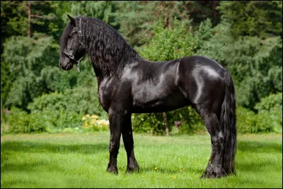 Quel est ce cheval identifiable &agrave; sa robe noire et sa crini&egrave;re ondul&eacute;e ?