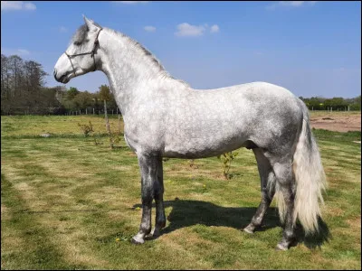 Et voici le cheval pr&eacute;f&eacute;r&eacute; des rois au 17e si&egrave;cle, portugais, adepte du dressage...