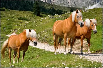 Et ce beau cheval robuste alezan crins lav&eacute;s, originaire d'Autriche...