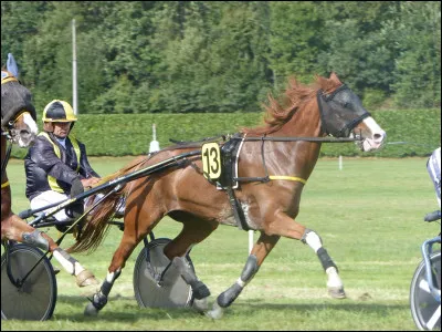 Ce cheval porte le nom d&eacute;riv&eacute; d'une allure, et c'est un sp&eacute;cialiste dans ces courses.