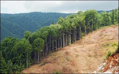 Quel continent est le plus touché par la déforestation ?
