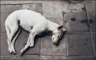 Trouves-tu la mort des chiens triste ?