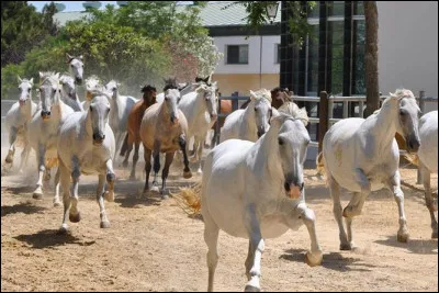 Le Chartreux est une lignée prestigieuse du cheval de pure race. D'où est-il originaire ?
