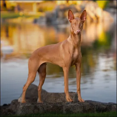 Quelle est la race de ce chien ?